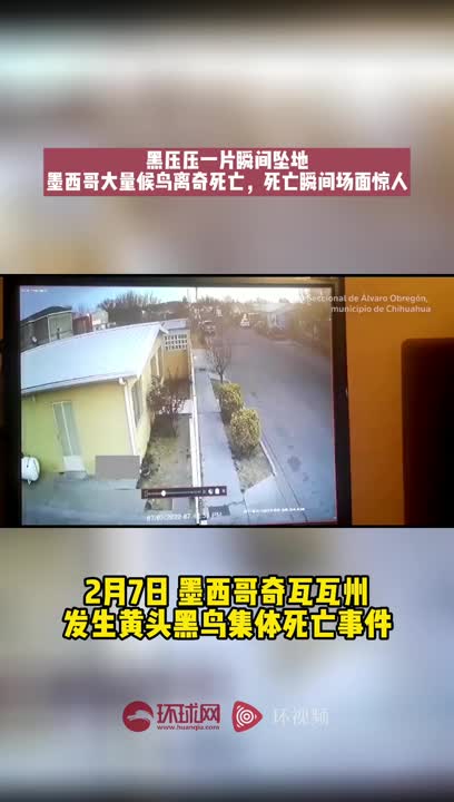 视频慎点 墨西哥大量候鸟离奇死亡