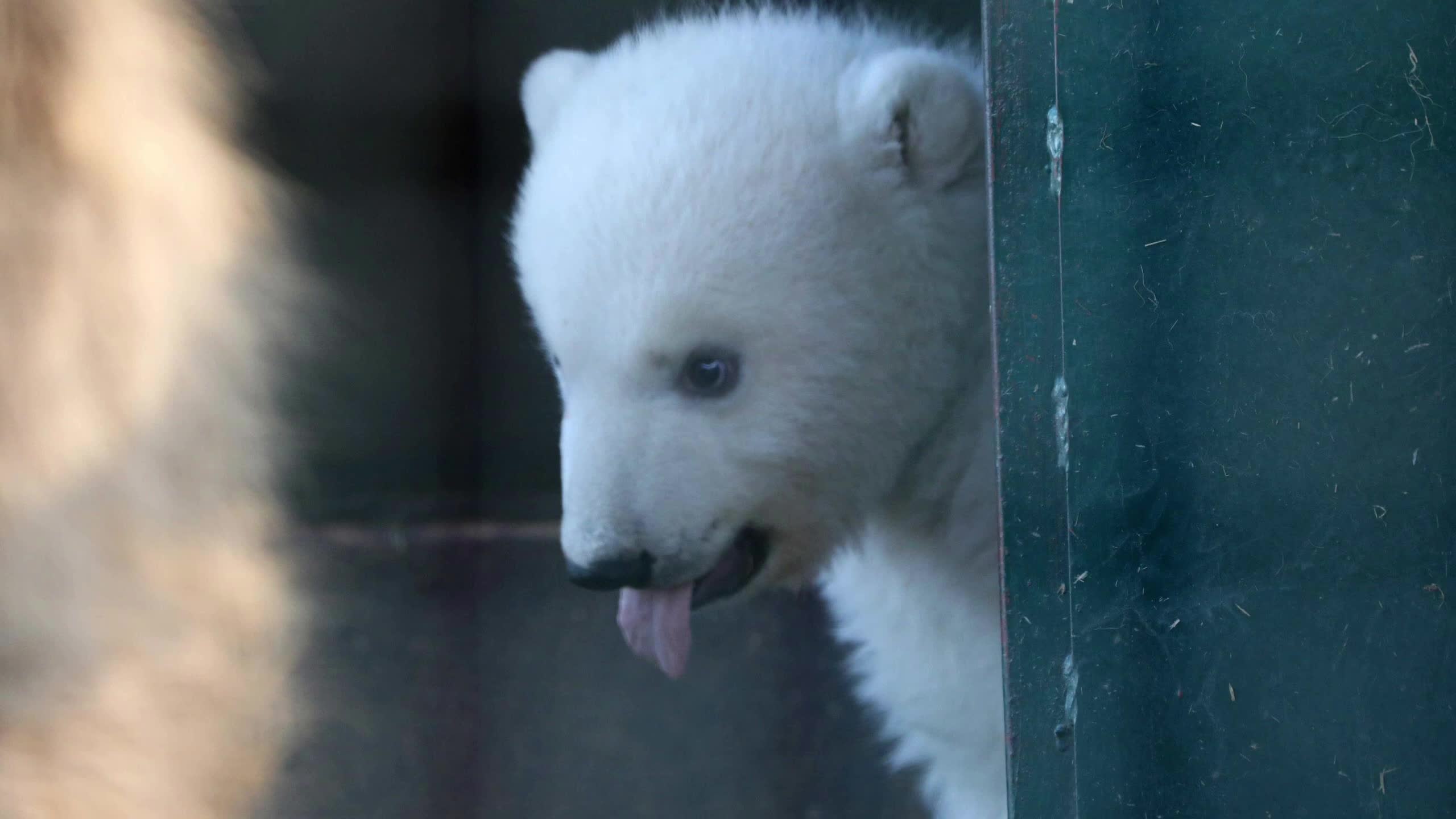 实拍英国最小北极熊:憨态可掬惹人爱